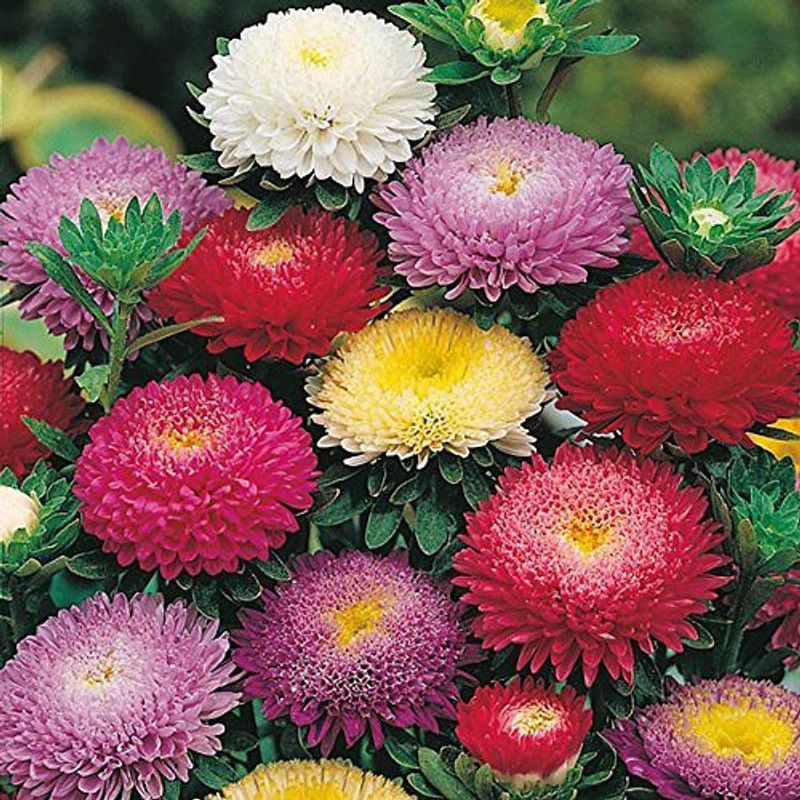 KANAYA Aster Princess Mixed Flower Seed  (24 per packet)