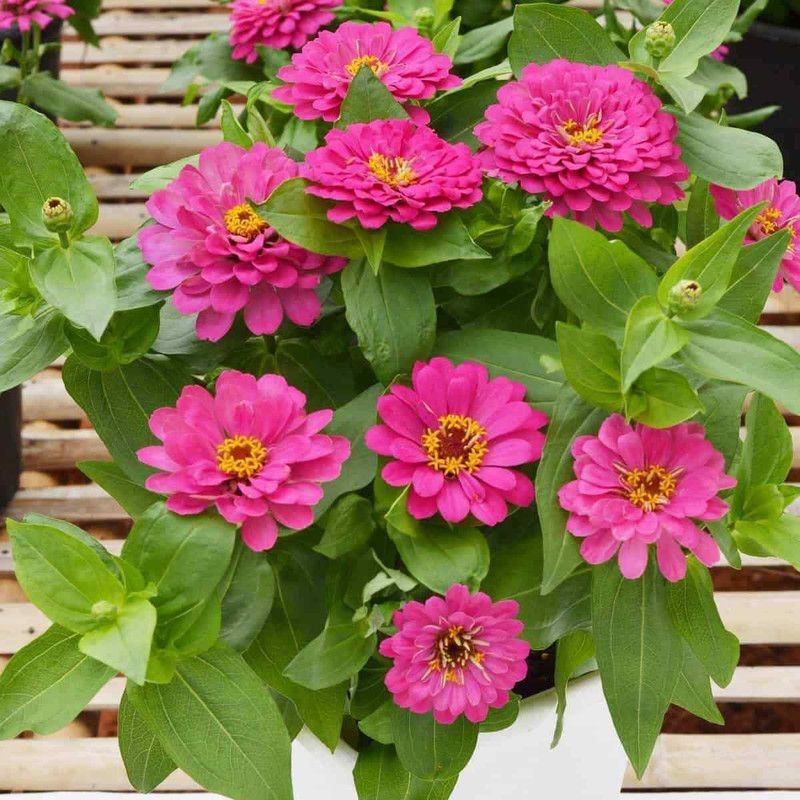 CYBEXIS Rare Pink Zinnia Flower Seeds Seed  (25 per packet)