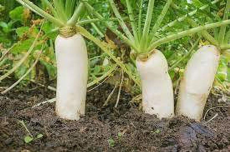 KANAYA Radish - Long Mooli Hybrid Vegetable Seeds Seed  (40 per packet)