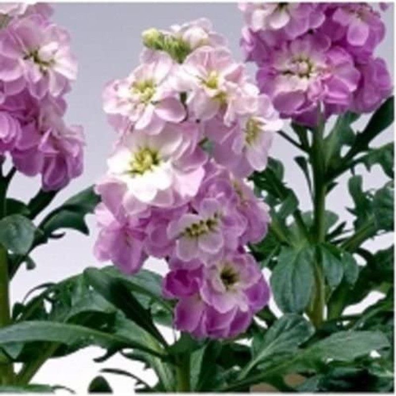 CYBEXIS Evening Stock Matthiola Lavender Flower Seeds Mix/Reseeding Annual Seed  (50 per packet)