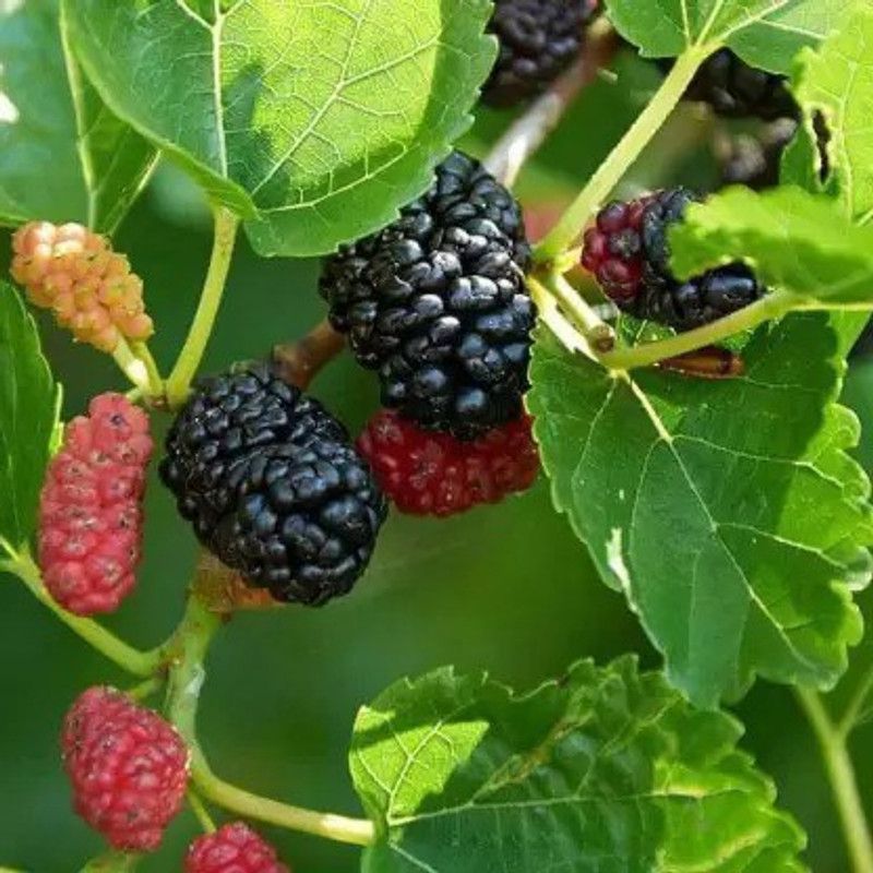 Chalisa MulBerry, Mulberries Seed  (68 per packet)