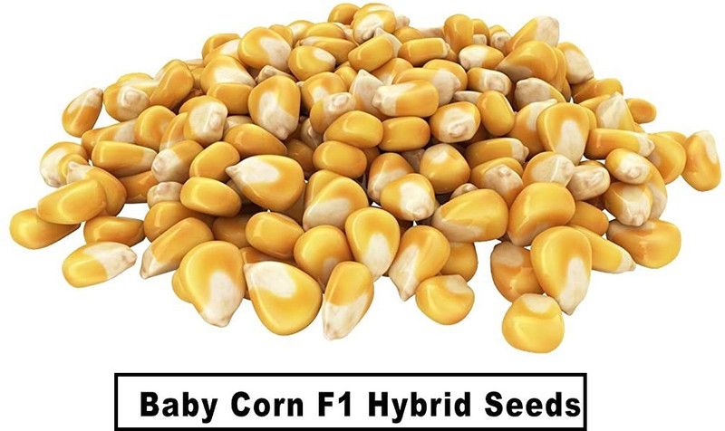 WILLVINE TLX-917 Baby Corn F1 hybrid Seeds Seed  (500 per packet)