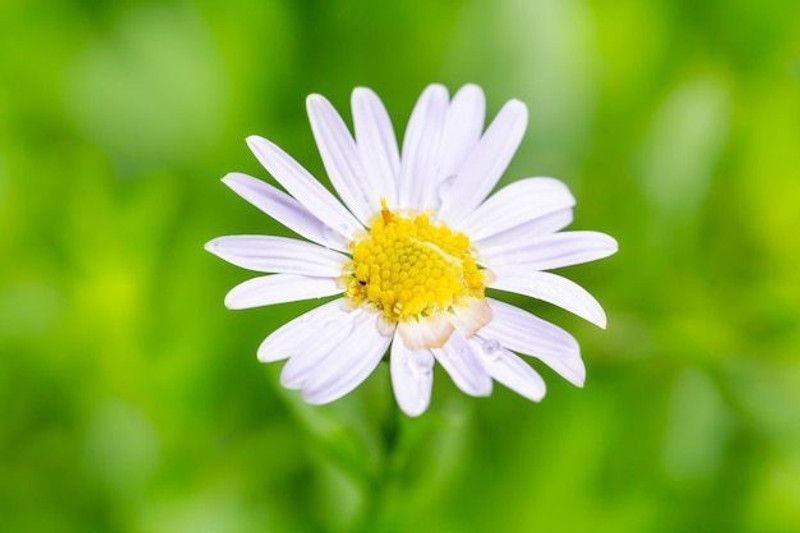 XOLDA Daisy white Seed  (85 per packet)
