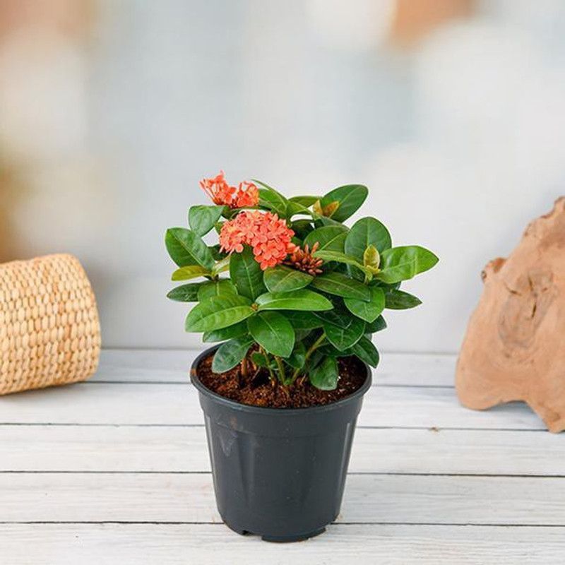 PLaNeTreee Trothic Ixora/Chethi Plant  (Hybrid, Pack of 1)