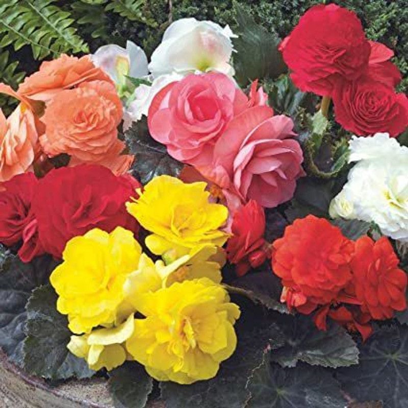 XOLDA Begonia Flower Seed  (50 per packet)