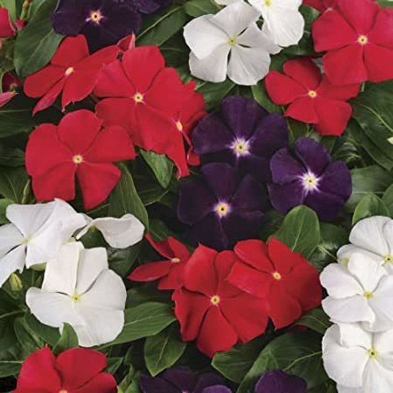 Paudha Exotic Vinca Mix Seed  (92 per packet)
