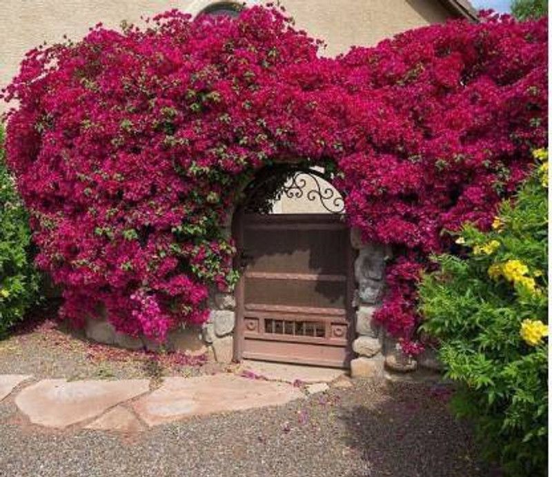 NRDhub Bougainvillea Plant  (Hybrid, Pack of 1)