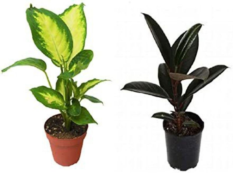 Amazing Gurden Aglaonema Plant  (Hybrid, Pack of 2)
