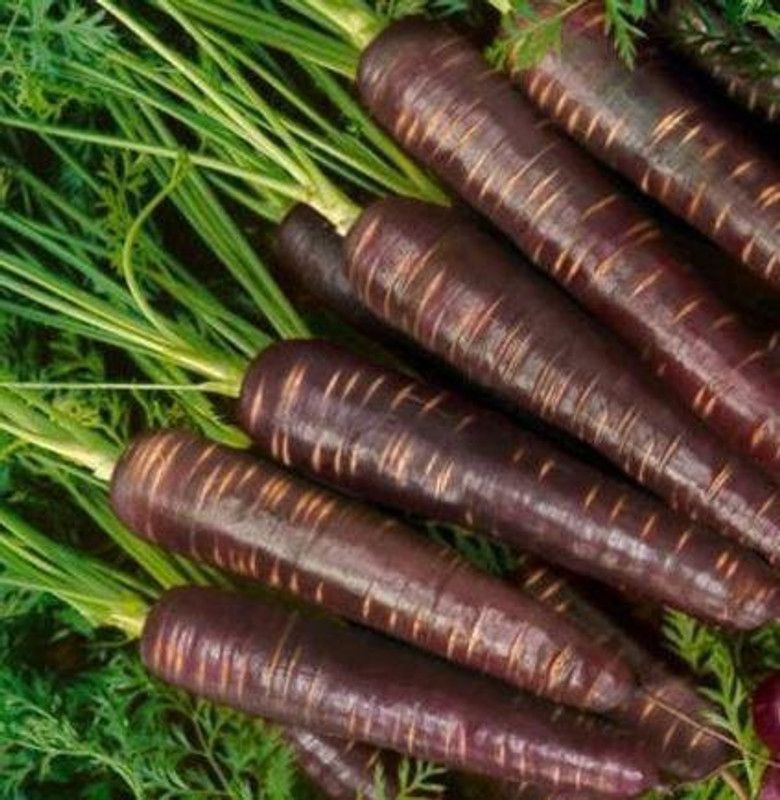 Paudha Black Carrot Seed  (36 per packet)