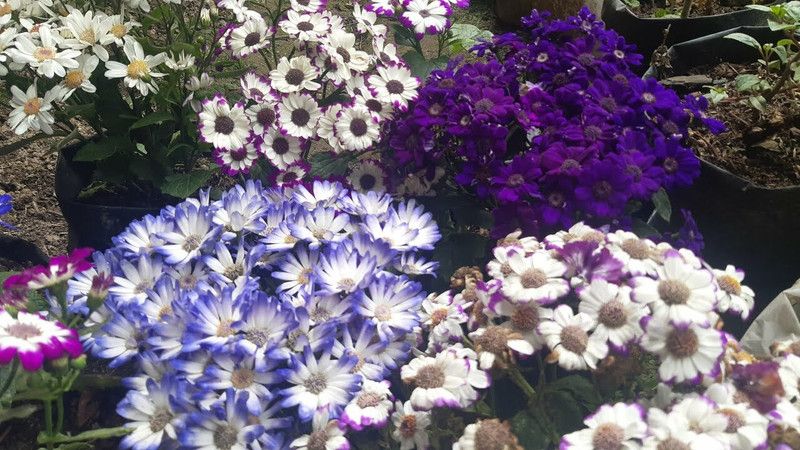 Nodoc Exotic cineraria Seed  (45 per packet)
