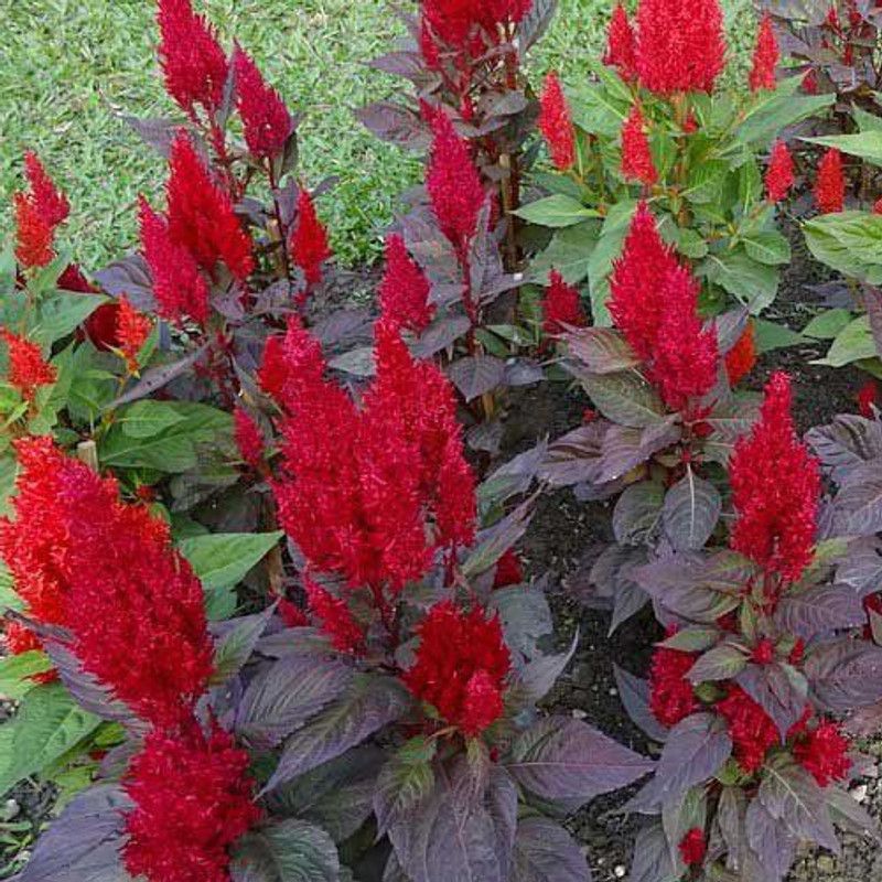 Paudha Celosia Red Seed  (18 per packet)