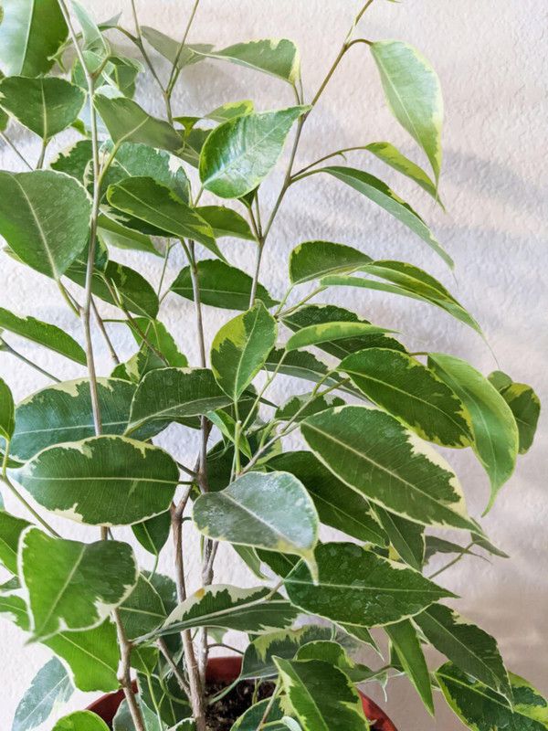 EliteGreen Ficus Plant  (Hybrid, Pack of 1)