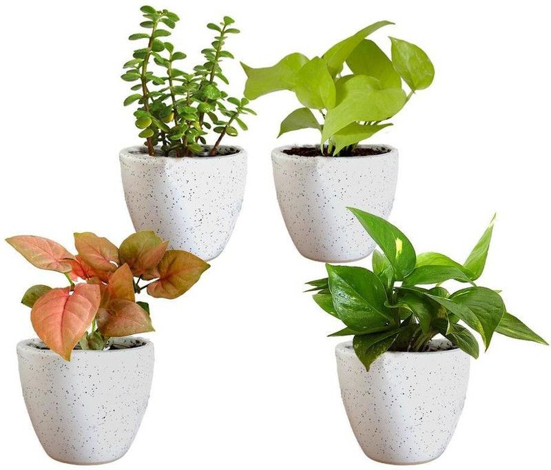 Dream mall Money Plant  (Pack of 4)