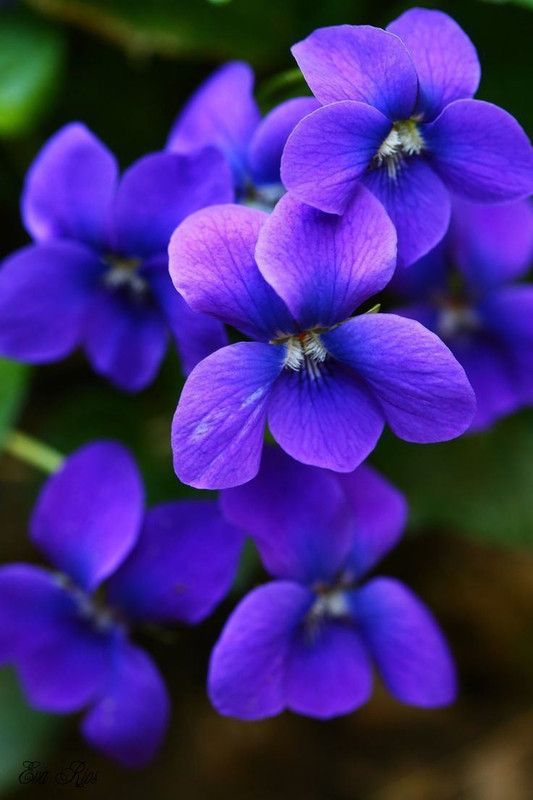 Paudha Viola Flower Seed  (35 per packet)