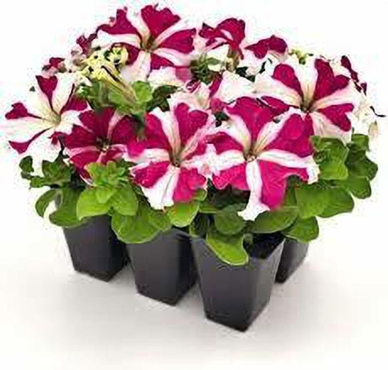 XOLDA Exotic petunia ultra star Seed  (27 per packet)