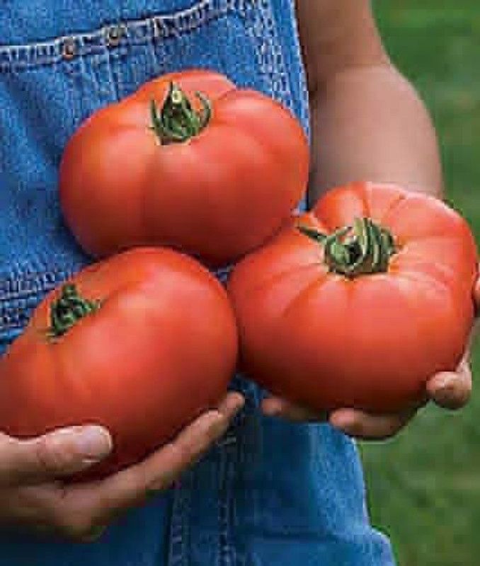 KANAYA Tomato Hybrid Seed  (900 per packet)