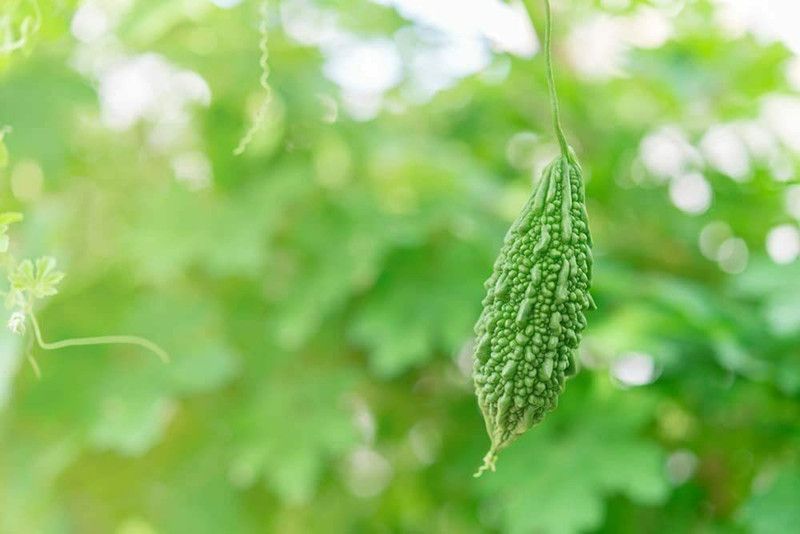 CYBEXIS GBPUT-78 - Bitter Melon Gourd jocad - (900 Seeds) Seed  (900 per packet)