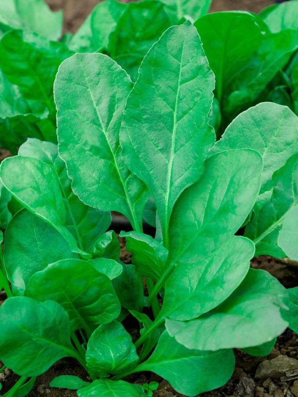 Paudha Organic Palak Spinach Seed  (63 per packet)