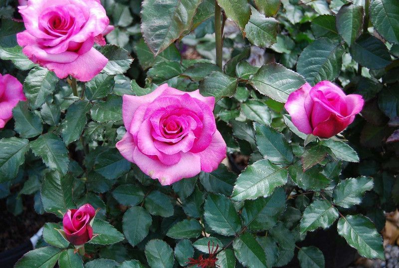 Indian Flora Rose Plant  (Pack of 1)
