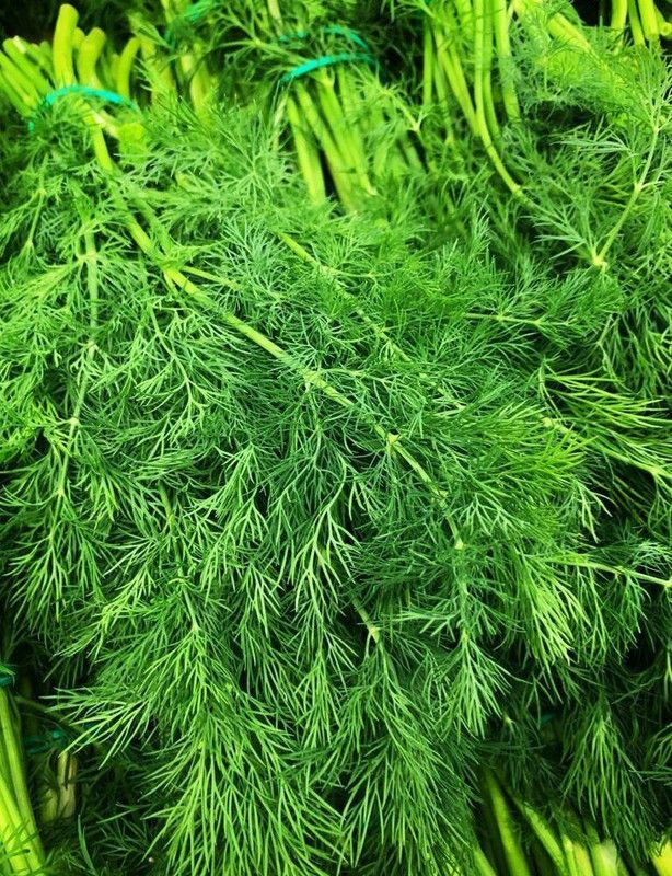 XOLDA Organic Soya Dill Plant Seed  (72 per packet)