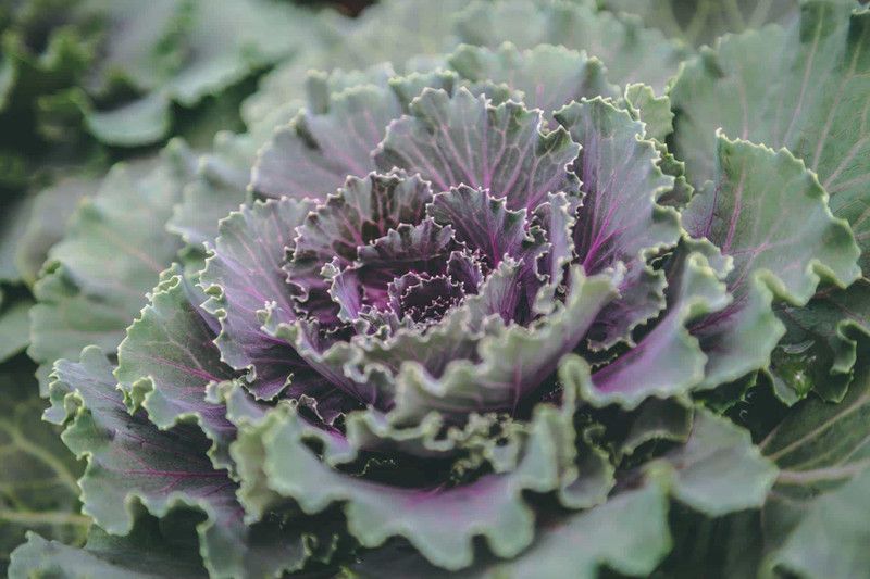 PMB Organic ornamental kale herb Seed  (37 per packet)