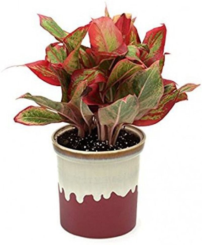 The Nursery Aglaonema Plant  (Hybrid, Pack of 1)