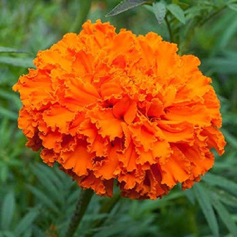 Recron Seeds Marigold African Hybrid Orange Flower Seed  (50 per packet)