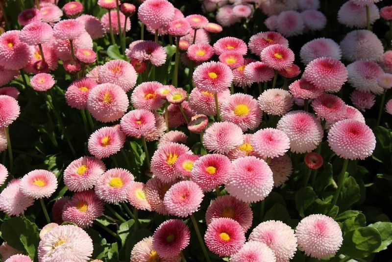 Mozette Hybrid Daisy Mixed Flower Seed  (280 per packet)