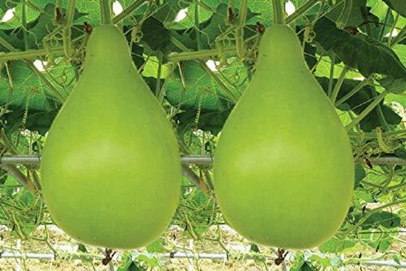TRICONE Bottle Gourd Seed  (70 per packet)