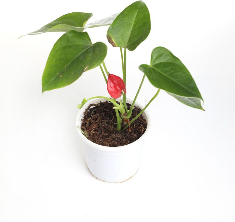 Indian Flora Anthurium Plant  (Pack of 1)