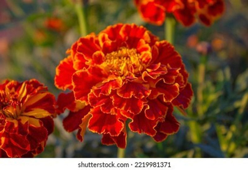 Nodoc Exotic marigold red Seed  (48 per packet)