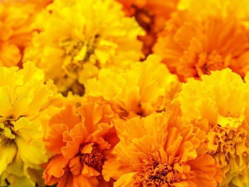 XOLDA Marigold African Mix Seed  (38 per packet)
