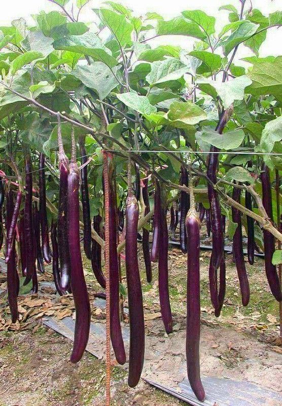 JR GLOBLE Brinjal  (Hybrid, Pack of 1)