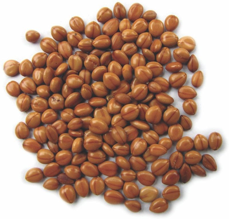 Green India Cassia seeds, Cassia Fistula, Indian Laburnum Seeds - (Brown, Pack of 400 g) Seed  (1200 per packet)