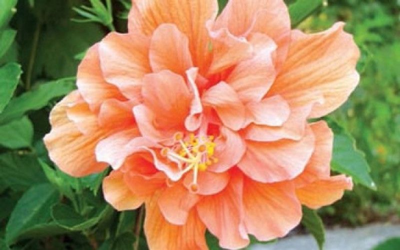 Greenlive traders Hibiscus Plant  (Hybrid, Pack of 1)