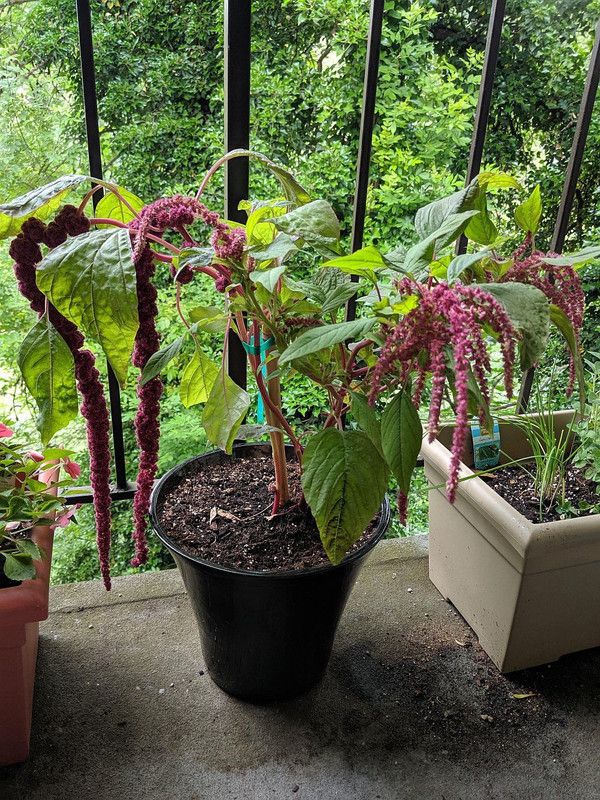 XOLDA Amaranthus Love Lies Bleeding Seed  (33 per packet)