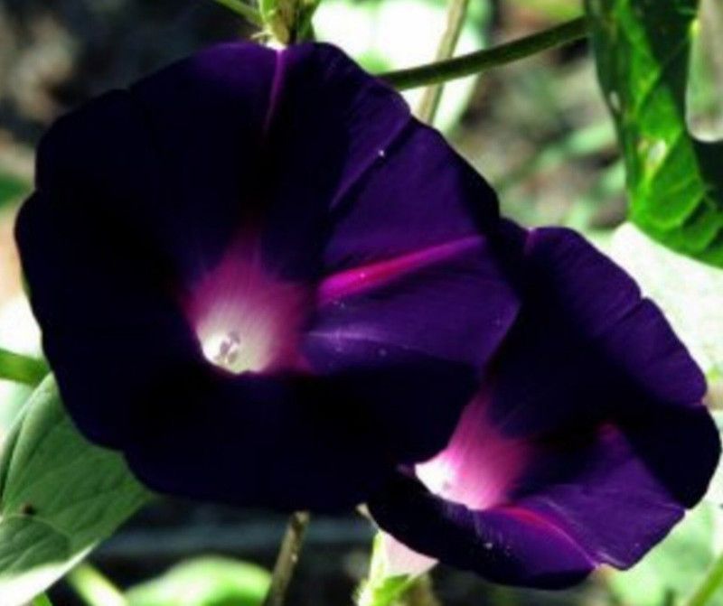 ZIXA Black Knight Kniolas, Ipomoea Purpurea Seed  (30 per packet)