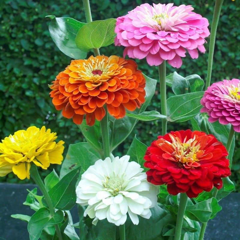 Paudha Dahlia Seed  (47 per packet)