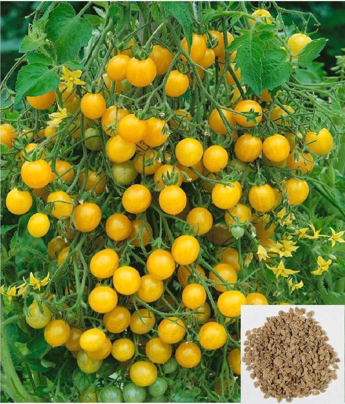 XOLDA Yellow tomato Seed  (40 per packet)