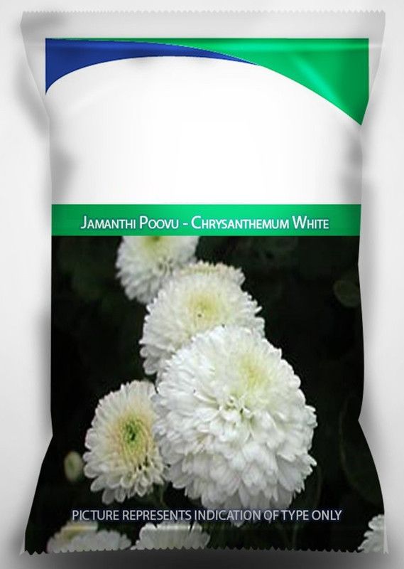CYBEXIS Jamanthi Poovu - Chrysanthemum White Seeds Seed  (25 per packet)