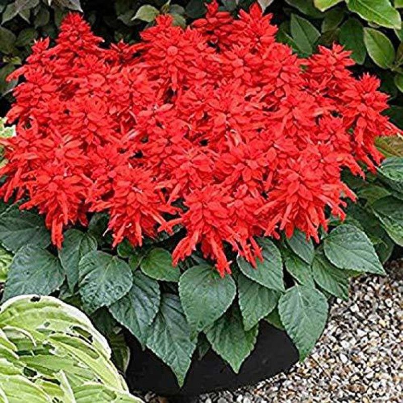 KANAYA Salvia White Seed  (60 per packet)