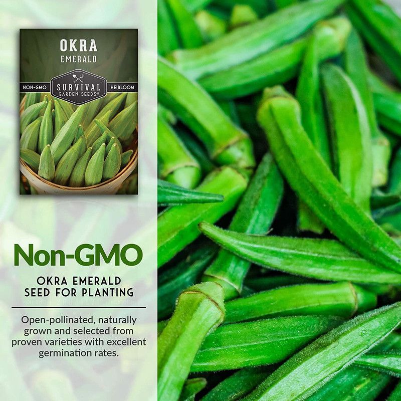 MKR Enterprises Lady Finger Seed  (220 per packet)