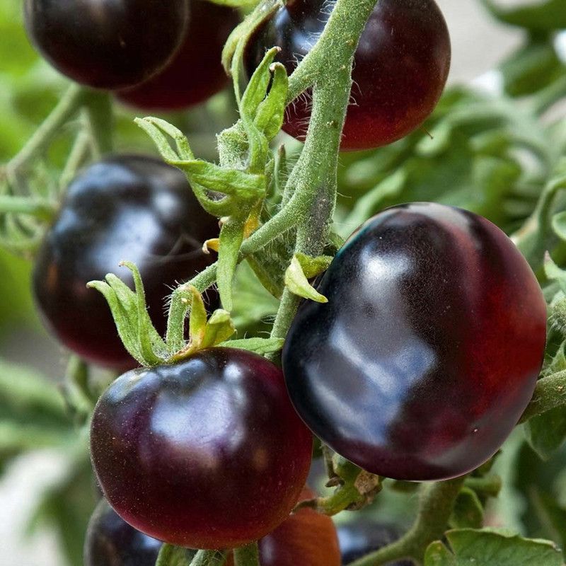 WILLVINE NBIR-1079 Black Cherry Tomato seeds Seed  (200 per packet)
