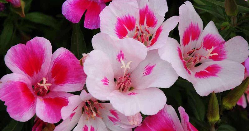 CYBEXIS Clarkia Amoena Godetia Dwarf Mixed Coloured flower Seeds Seed  (50 per packet)