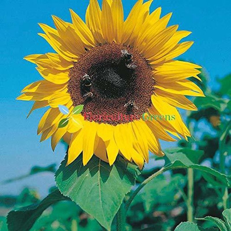 KANAYA Sunflower Flower Seed  (170 per packet)