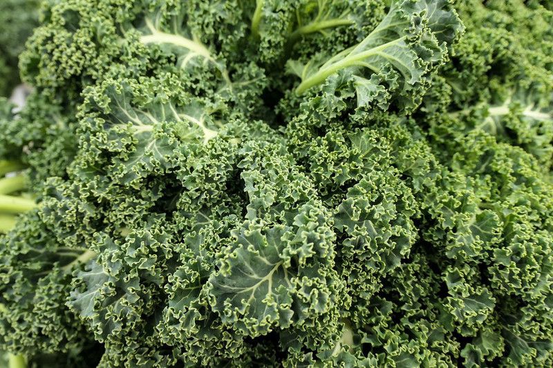 xolda Kale Green Seed  (19 per packet)