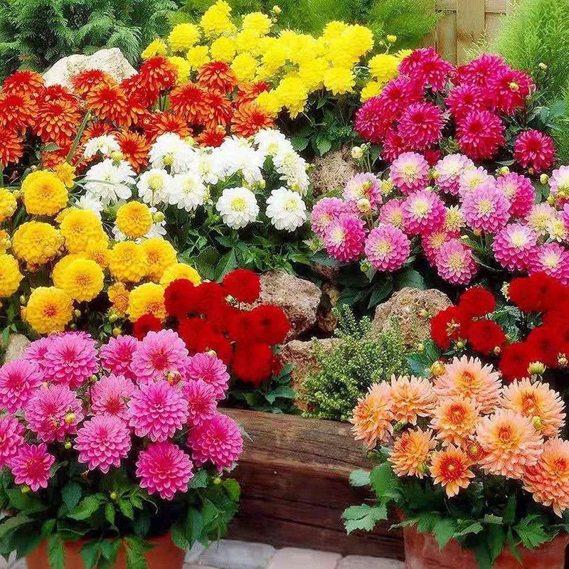CYBEXIS Mixed Dahlia Seeds | Non-GMO Seed  (50 per packet)