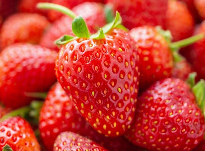 Nodoc Strawberry Seed  (70 per packet)