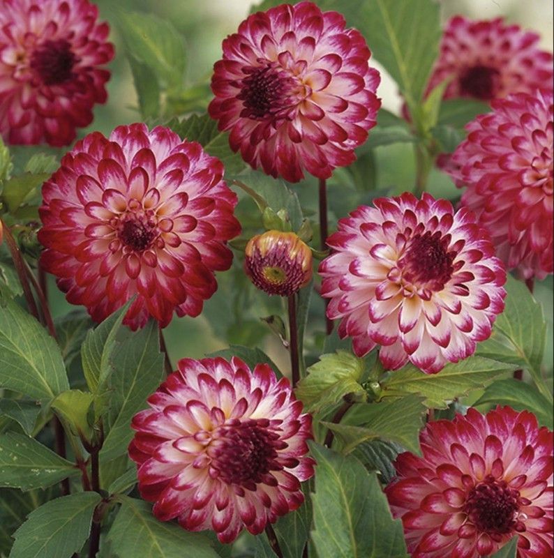 FERNSFLY® IMP. Dahlia | Dhalia | Dahalia Perennial Flower Bulbs Excellent Quality Attractive Aromatic Flower Home Outdoor Gardening Flowering Bulbs (Pack of 1 The Little Robert Dahlia) Seed  (1 per packet)