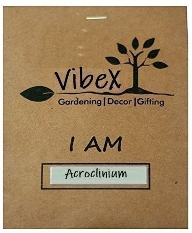 CYBEXIS Acroclinium Roseum Mixed (Winter) Flower Seeds Seed  (50 per packet)